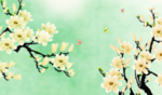 橘黄色梅花蝴蝶梅花