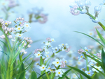手绘油画野草野花小花