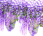 紫色槐花槐树
