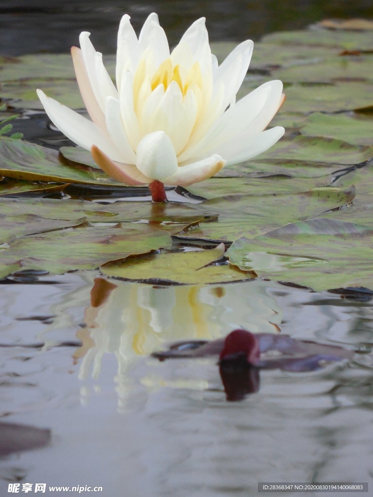 荷花