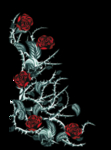 玫瑰花