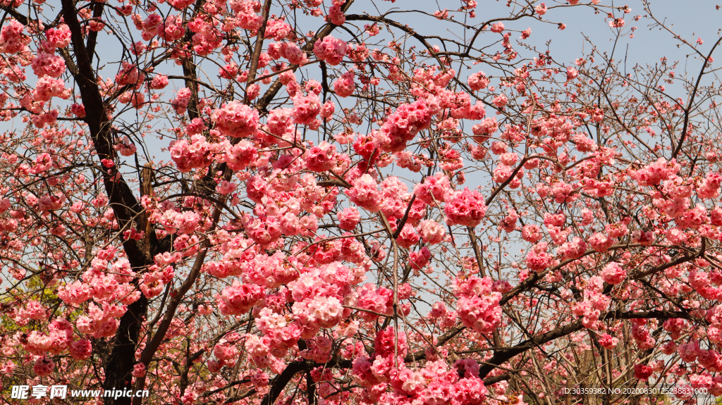 樱花