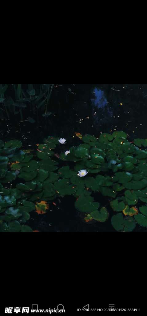 荷花