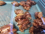 鲍鱼