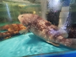 海鱼