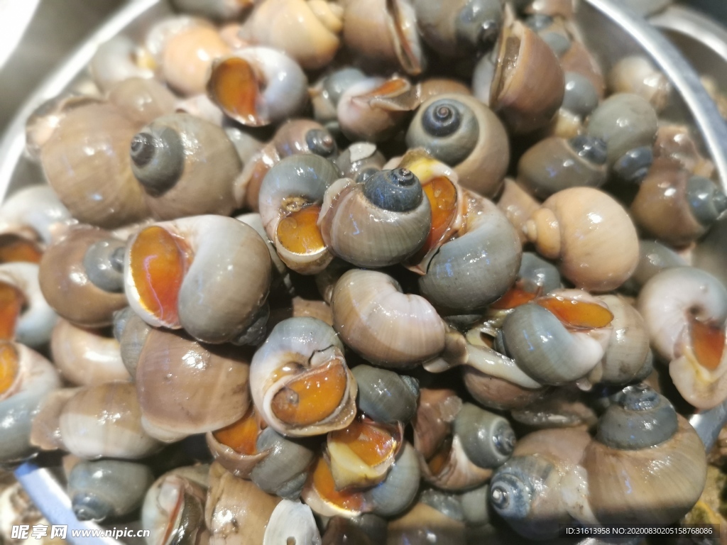 海鲜波螺