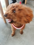 宠物狗