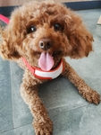 狗狗