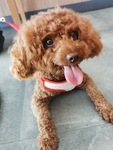 宠物狗