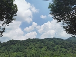 山林