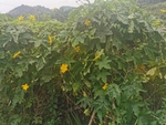 丝瓜蔓