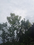 柚子树