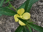 毛草龙