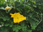 丝瓜