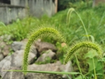 毛毛草