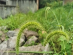 狗尾巴草