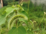 狼尾草