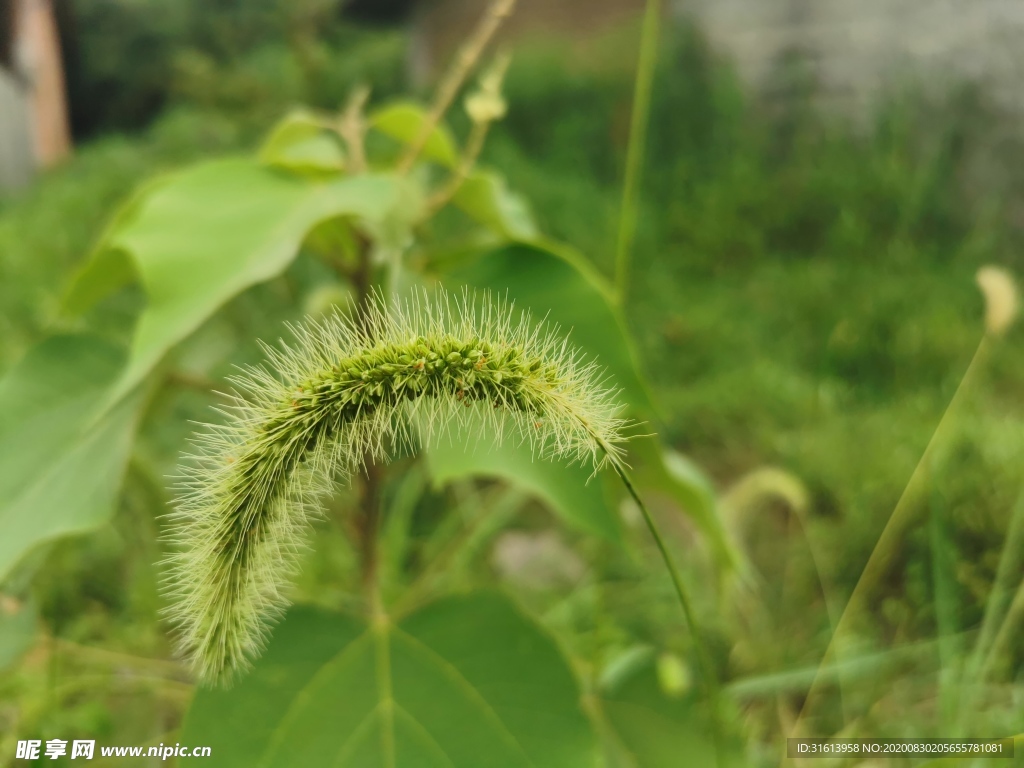 狼尾草