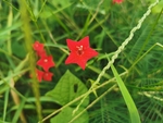 五角星花