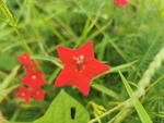 茑萝