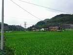 稻田