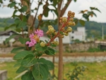 紫薇