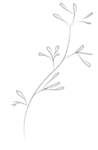手绘植物花卉