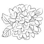 手绘植物花卉