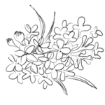 手绘植物花卉