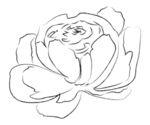 手绘植物花卉