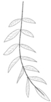 手绘植物花卉