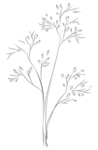 手绘植物花卉