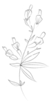 手绘植物花卉