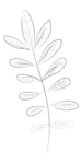 手绘植物花卉