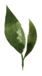 手绘植物花卉