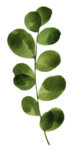手绘植物花卉