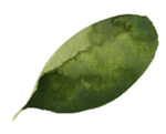 手绘植物花卉