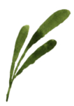 手绘植物花卉