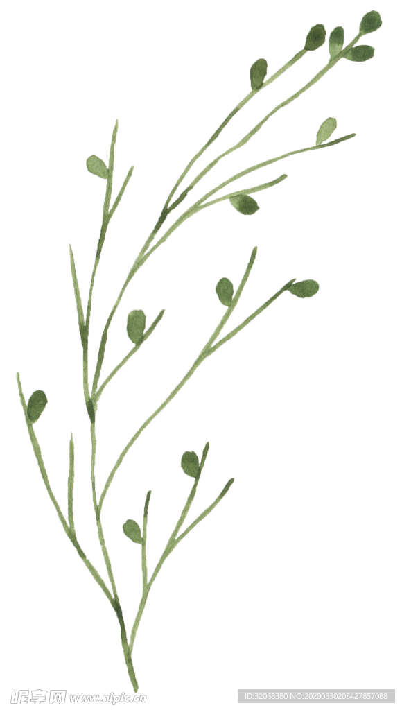 手绘植物花卉