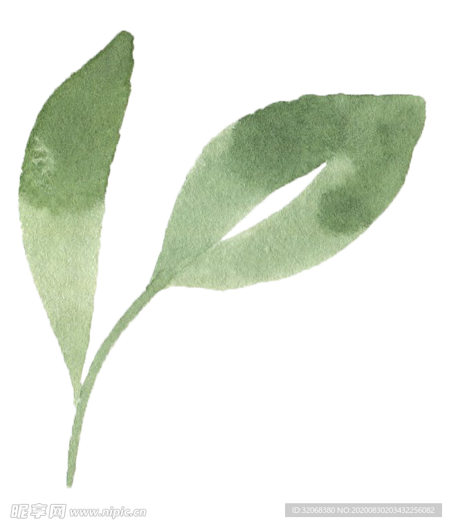 手绘植物花卉