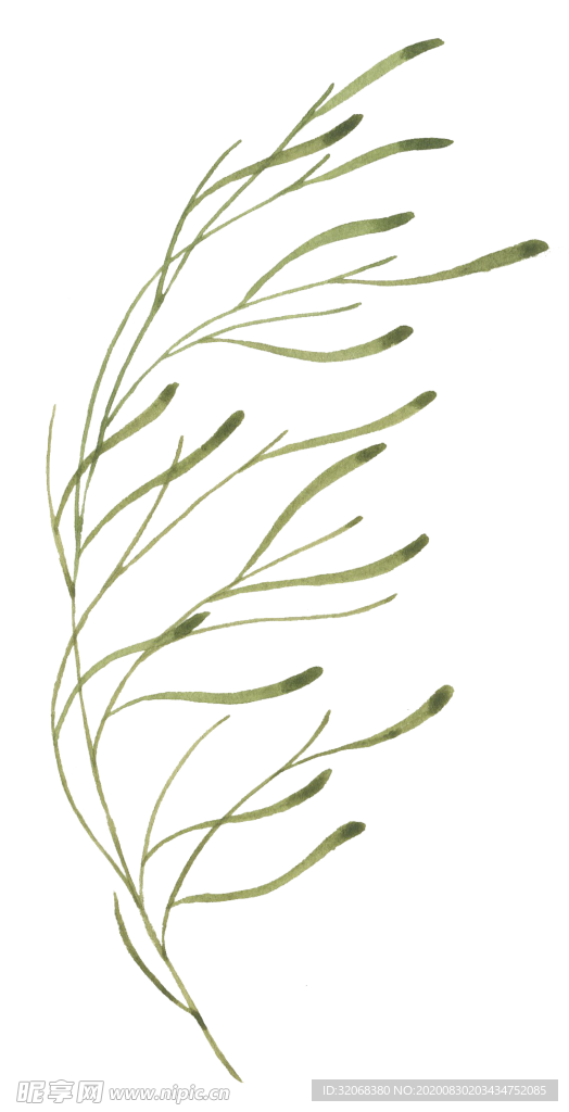 手绘植物花卉