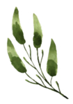 手绘植物花卉 森系花枝 花卉花