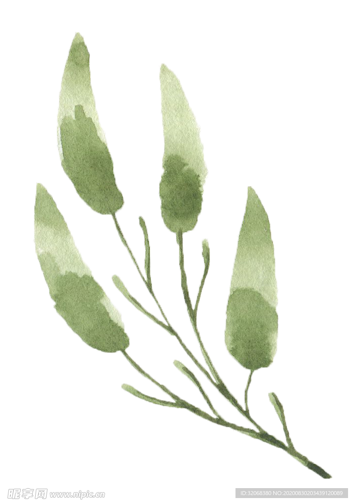 手绘植物花卉 森系花枝 花卉花