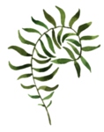 手绘植物花卉