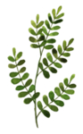 手绘植物花卉