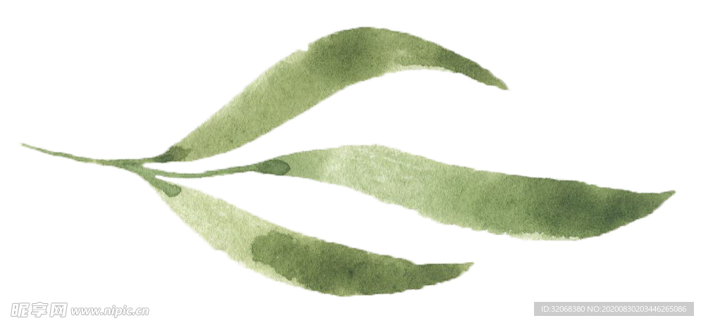 手绘植物花卉