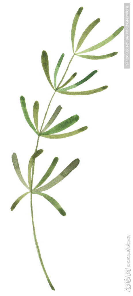 手绘植物花卉