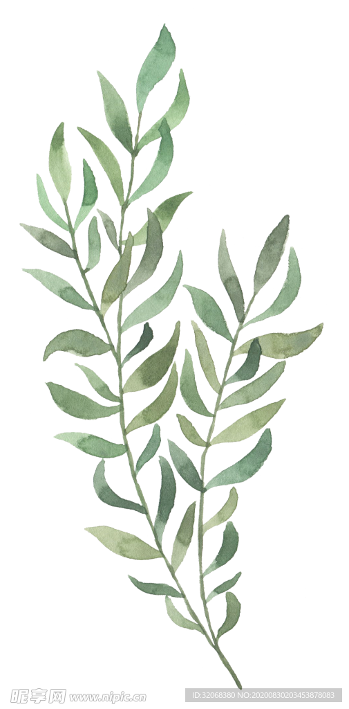 手绘植物花卉