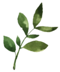 手绘植物花卉