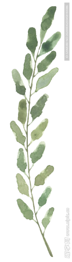 手绘植物花卉